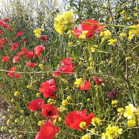 A Pochi Passi Dal Mare Nuovo Con Terrazzo * Tortoreto