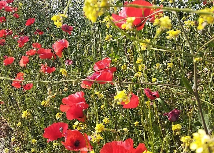 A Pochi Passi Dal Mare Nuovo Con Terrazzo * Tortoreto